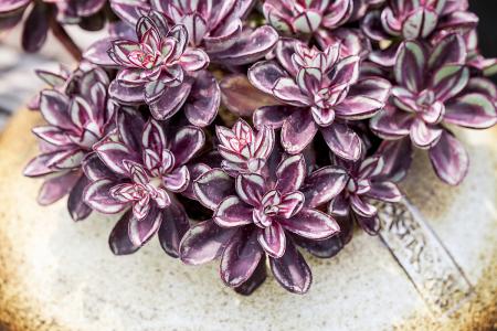 ӡȶس̨ʩϿף ǿ